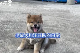独生小柴犬今天已经45天啦！越来越听话！一喊就来，太可爱了！