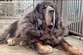 海拔千米寻找到的纯种藏獒像狮子般一样大，200多斤藏獒像巨兽视频封面