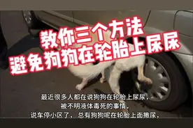 教你三个方法，避免狗狗在轮胎上尿尿视频封面