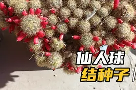 一种结果子的仙人球，给大家介绍一下！红红的太美啦！