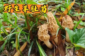 野生羊肚菌喜欢生长什么地方？看完视频你也能轻松找到视频封面