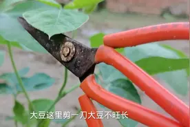 大豆这里剪一刀，大豆不旺长结的多，一棵能结一斤多视频封面