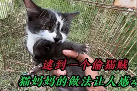 小哥偷偷抓走小奶猫，却被猫妈妈当场抓住，结果挨了一顿喵喵拳视频封面