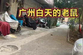 广州白天老鼠有多猖獗？视频封面