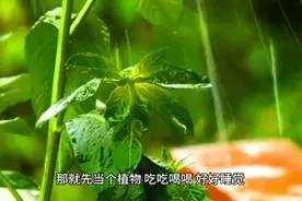 如果你的心情生病了，就把自己先当个植物，吃吃喝喝