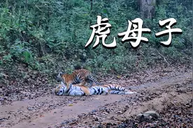 在摄影师的拍摄下，有幸看到了野生老虎和它的幼崽，它们非常快乐视频封面