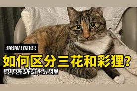 全网一半的三花确诊彩狸？两者到底有什么区别？视频封面