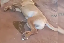 小狗这么睡一定有它的道理！