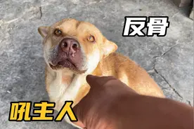 大黄狗犯错被主人揍，没想突然转头暴怒吼主人，这狗还能继续养吗视频封面