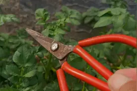 种植土豆这里剪一刀，亩产能达一万多斤，方法简单容易操作视频封面