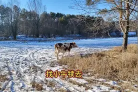 大母牛把牛犊扔在野外自己回家了，把它赶出去找，能不能找到啊？视频封面