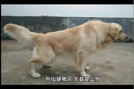狗为何要抬腿撒尿