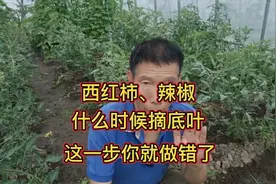 西红柿、辣椒什么时候摘底叶？第一步你就做错了，明白这点就知道视频封面