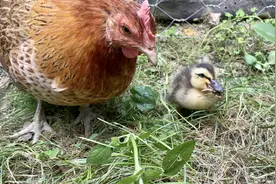 母鸡带小鸭子虽然鸡同鸭讲，但是也能无障碍交流视频封面