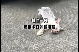 宠物猫流浪有多惨？一只流浪多日的银渐层，瘦骨嶙峋形容的就是它视频封面