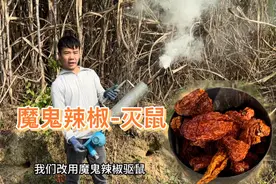 小伙将“魔鬼辣椒”点燃驱鼠，让鼠害乖乖投降，太厉害了视频封面