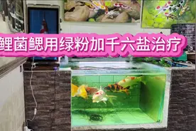 锦鲤菌鳃的治疗方法，下绿粉千六盐
