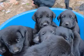 小狗满月了，送给附近的亲人！希望小狗平安健康，快乐成长！视频封面