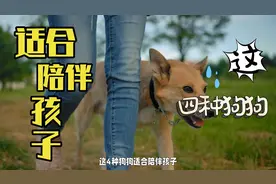 这四种狗狗适合陪伴孩子一起成长嘛？