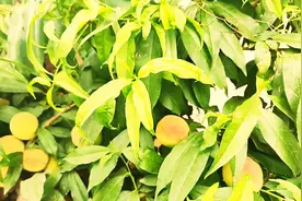 桃之韵福满园。愿你如这春日里的桃子饱满而甜蜜生活如意万事顺遂视频封面