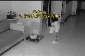 半夜两点，家里的狗疑惑：这是人能干出来的事？