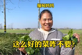 在中国山东这么好的菜咋都没人吃，缅甸人爱不释手，缅甸人好养视频封面