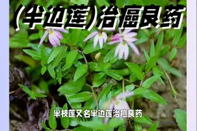 (半边莲)治癌抗癌不可少的优良草药视频封面