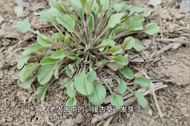附地菜又名接古草，这2大妙用，厉害了，省钱又实用视频封面