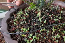 #黄杨凤米赛珍珠嫁接桩大炮筒视频封面