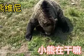 小熊是专门吃肉的吗？错了！看看它在吃啥@中视频伙伴计划官号视频封面