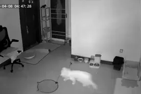 1分钟了解小猫晚上都在干嘛