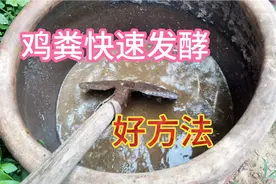 鸡粪这样发酵，不烧根不生虫肥效好10天就能用，比任何化肥都管用