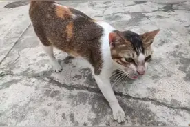 再见了，剪耳三花猫。4月生5月奶娃6月丧子又怀八月生+丧命...