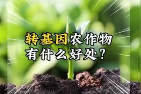 中国和美国为什么都要发展转基因农作物？因为有这些好处视频封面