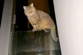 这只猫越来越淘气。每天晚上都跑窗户上面站着。现在开始坐着了😀