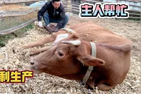 家里牛群传来喜讯，大母牛生产主人帮忙，成功接生新成员视频封面