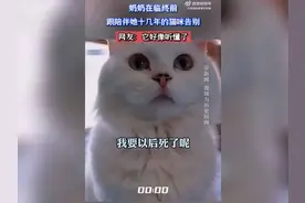 奶奶在临终前跟陪伴她十几年的猫咪告别，网友：它好像听懂了🥲