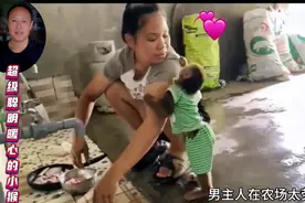 超级聪明暖心的小猴子。智商超出你的认知。