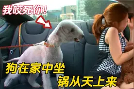 贝灵顿犬发疯攻击泰迪，泰迪犬整天提心吊胆，一不小心就会挨顿揍视频封面