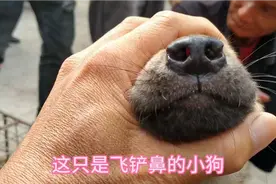 找猎狗的最喜欢这种狗鼻子