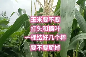 玉米打头力大如牛，玉米要不要打顶和摘叶？结好几个玉米棒怎么办视频封面