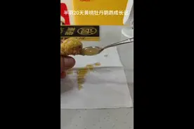 20天半羽黄桃牡丹鹦鹉成长记