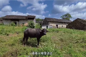 广西柳城古砦乡发现一个荒废的古村，成片的青砖瓦房都没人住了视频封面