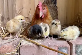 母鸡一觉醒来喜当妈，还特别高兴地照顾小鸡崽