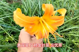 黄花菜的功效与作用