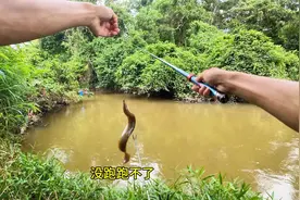 想要刀鳅钓得多，位置很重要，必须要找这种位置才好钓啊