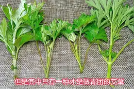 哪一种才是能吃的艾草？一招教你辩认真假，一定要认清楚了再吃视频封面