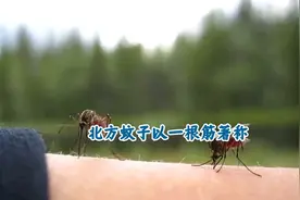 蚊子大不同：北方蚊子一根筋，南方蚊子聪明又大个？视频封面