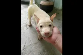 狗狗喘气治疗视频封面