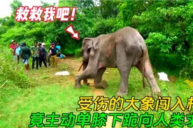 受伤的大象突然闯入村庄，竟主动下跪向村民们求助，结局特别暖心视频封面